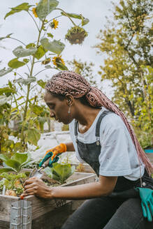 Young female environmentalist planting vegetables in organic farm - MASF28577