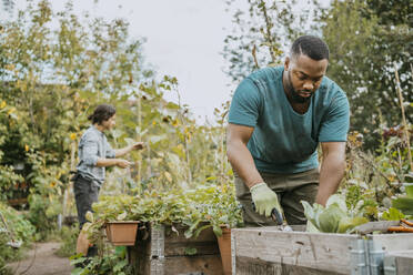 Male farmer planting in box at community garden - MASF28581