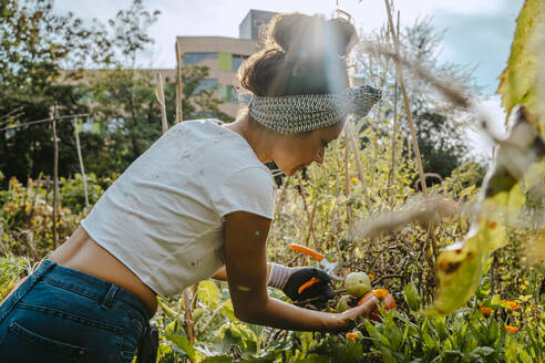 Female volunteer picking vegetables in organic farm - MASF28585