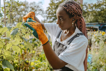 Young female environmentalist examining plant in urban farm - MASF28587