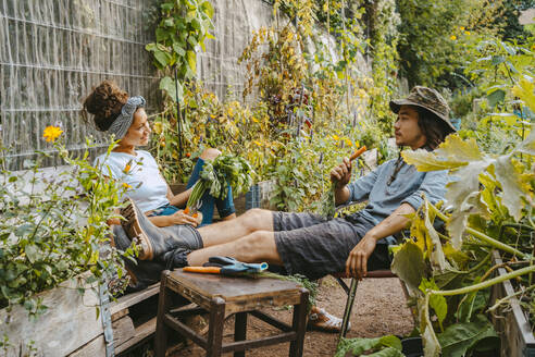 Male and female farmers having carrots while talking in community garden - MASF28604