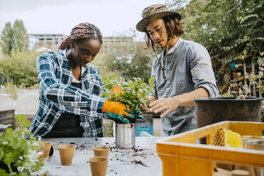 Male and female volunteers planting in community garden - MASF28630