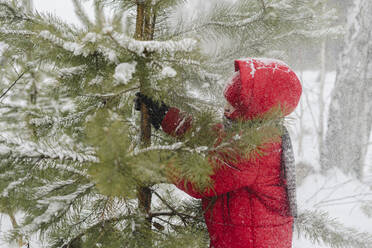 Boy playing with fir tree in snowy forest - SEAF00525