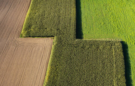Drohnenansicht eines Maisfeldes und eines abgeernteten Feldes - WWF06127