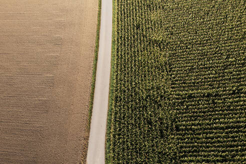 Drohnenansicht einer Landstraße, die ein abgeerntetes Feld von einem Maisfeld trennt - WWF06128