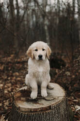 Golden retriever puppy sitting on tree stump - ELEF00053