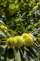 Close-up of chestnuts growing in summer - EGBF00737