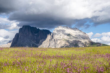 Italien, Südtirol, Wolken über blühenden Wildblumen auf einer Bergwiese mit Langkofel und Plattkofel im Hintergrund - EGBF00759