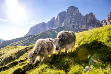 Italien, Südtirol, Sommersonne über zwei grasenden Yaks auf einer Almwiese mit Langkofel und Plattkofel im Hintergrund - EGBF00773