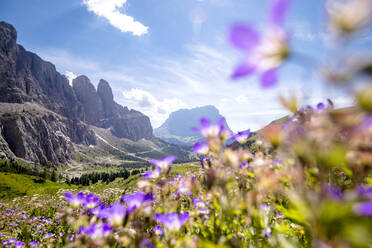Italien, Südtirol, Blick auf die Sellagruppe am Grödnerjoch im Sommer mit blühenden Wildblumen im Vordergrund - EGBF00778