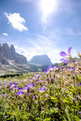 Italien, Südtirol, Lila Wildblumen blühen auf dem Grödnerjoch - EGBF00779