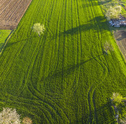 Drone view of green field covered in tire tracks - LOMF01329