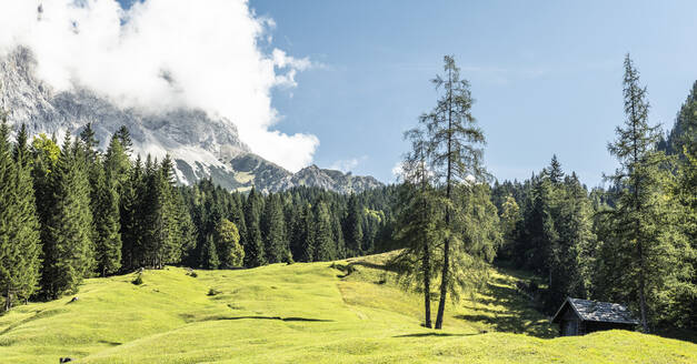 Almwiese im Sommer mit Zugspitze im Hintergrund - WFF00693