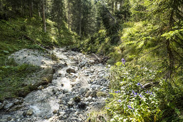 Kleiner Waldbach in der Mieminger-Kette im Sommer - WFF00698