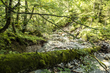 Moss covered fallen tree lying over small forest stream in Mieming Range - WFF00699