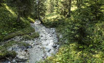 Small forest stream in Mieming Range during summer - WFF00706