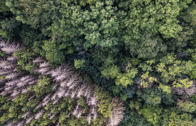 Luftaufnahme des durch Borkenkäfer verursachten Waldsterbens in einem Nadelmischwald - WDF06822