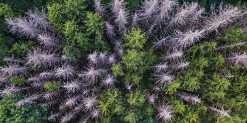 Luftaufnahme des durch Borkenkäfer verursachten Waldsterbens in einem Nadelmischwald - WDF06824