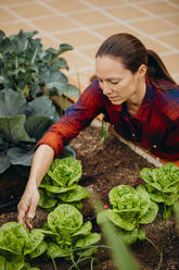 Woman examining fresh lettuce plants at courtyard garden - DMGF00652