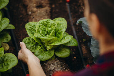 Frau berührt frische Salatpflanzen im Hofgarten - DMGF00655