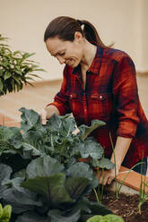Smiling woman examining fresh broccoli plants at courtyard garden - DMGF00657