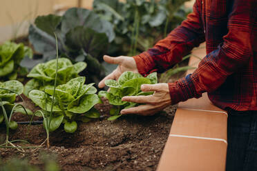 Woman holding fresh organic lettuces at courtyard garden - DMGF00665