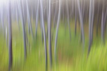 Defocused image of trees and grass - DSGF02421