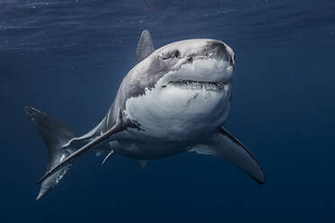 Mexico, Guadalupe Island, Great white shark(Carcharodon carcharias)in sea - ISF25558