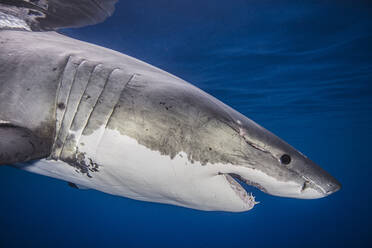 Mexico, Guadalupe Island, Great white shark(Carcharodon carcharias)in sea - ISF25559