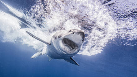 Mexico, Guadalupe Island, Great white shark (Carcharodon carcharias)in sea - ISF25560