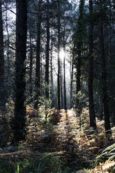 Die Sonne scheint durch die Bäume im Wald - ISF25594