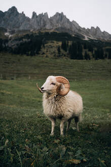White sheep with big curvy horns grazing on grassy green field near mountains in overcast weather in Austria - ADSF33669