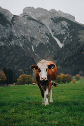 Braune Kuh beim Weiden auf grasbewachsener grüner Wiese in der Nähe eines felsigen Berghangs bei Tageslicht in Österreich - ADSF33671