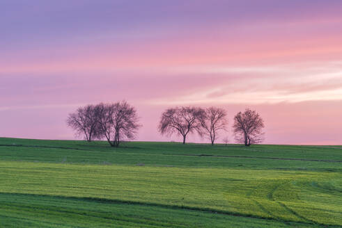 Landschaft mit kahlen Bäumen in einem weiten, grasbewachsenen Tal auf dem Lande unter dem hellen Himmel bei Sonnenuntergang - ADSF33711