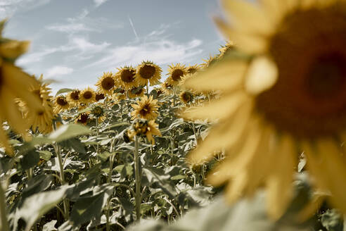 Blühende Sonnenblume an einem sonnigen Tag - SSCF00913