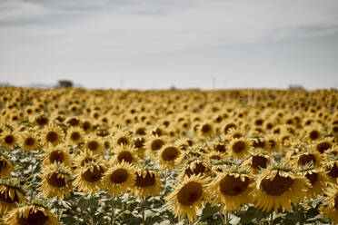 Sonnenblumenfeld an einem sonnigen Tag - SSCF00914