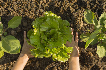 Frauenhände bei der Ernte von Salat im Biogarten - SKCF00752