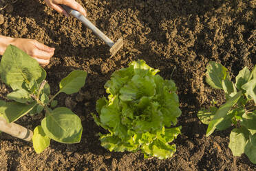 Gardener working in vegetable garden - SKCF00753