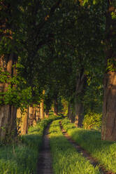 Ländlicher Feldweg, gesäumt von Rosskastanien (Aesculus Hippocastanum) im Sommer - RUEF03528