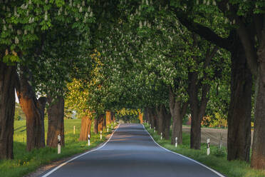 Asphalt road lined with horse chestnut trees (Aesculus Hippocastanum) in summer - RUEF03529