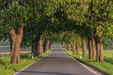 Asphalt road lined with horse chestnut trees (Aesculus Hippocastanum) in summer - RUEF03530