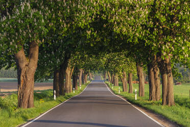 Asphaltstraße, gesäumt von Rosskastanien (Aesculus Hippocastanum) im Sommer - RUEF03530