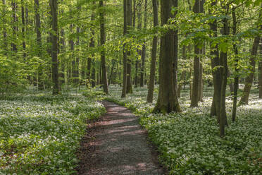 Blühender Bärlauch (Allium ursinum) entlang eines Waldweges im Nationalpark Hainich - RUEF03537