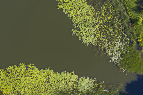 Luftaufnahme der grünen Oberfläche des Gobenowsees im Sommer - RUEF03543