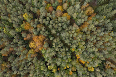 Drohnenansicht eines grünen Herbstwaldes - RUEF03566