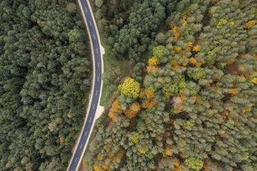 Drohnenansicht einer asphaltierten Straße, die durch einen grünen Herbstwald führt - RUEF03567