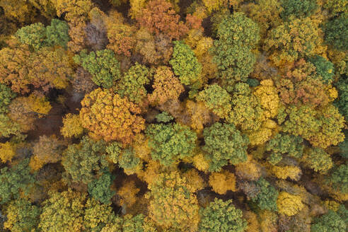 Drohnenansicht eines gelben Herbstwaldes - RUEF03571