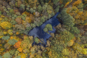 Drohnenansicht eines kleinen Teichs inmitten eines herbstlichen Waldes - RUEF03572