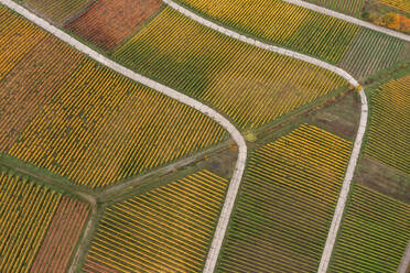 Drone view of vast autumn vineyard - RUEF03573