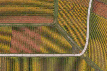 Drohnenansicht eines riesigen Weinbergs im Herbst - RUEF03574